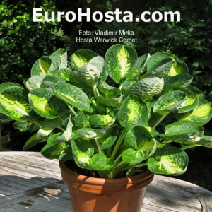 Hosta Warwick Comet - Eurohosta