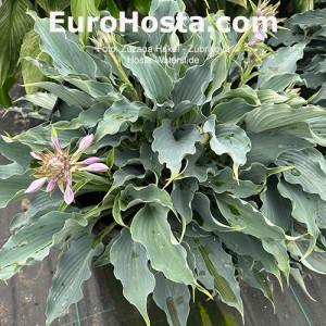 Hosta Waterslide