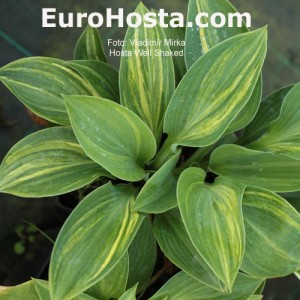 Hosta Well Shaked