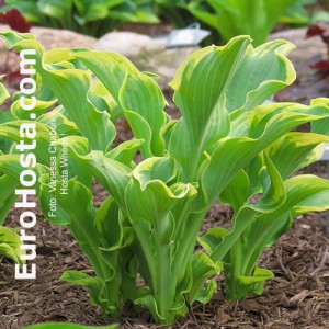 Hosta Wheee! - Eurohosta