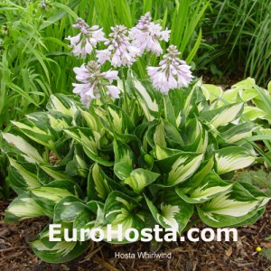 Hosta Whirlwind - Eurohosta