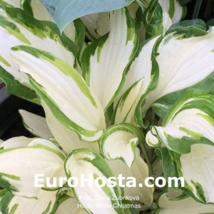 Hosta White Christmas - Eurohosta