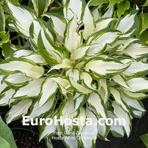 Hosta White Christmas - Eurohosta