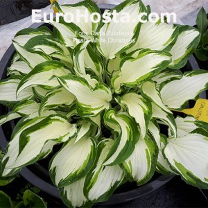 Hosta White Christmas - Eurohosta