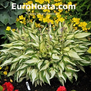 Hosta White Christmas - Eurohosta