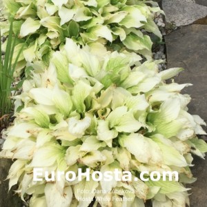 Hosta White Feather - Eurohosta