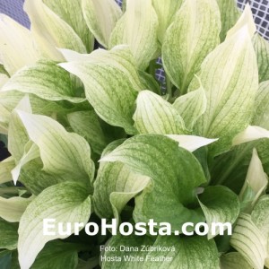 Hosta White Feather - Eurohosta