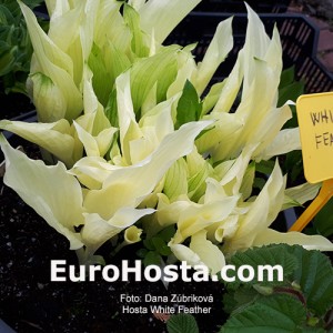 Hosta White Feather