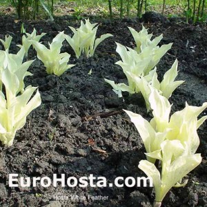 Hosta White Feather - Eurohosta