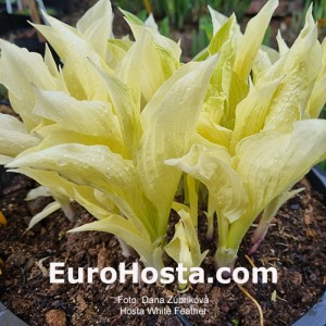 Hosta White Feather