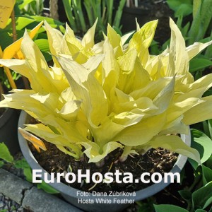 Hosta White Feather