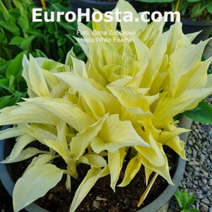 Hosta White Feather