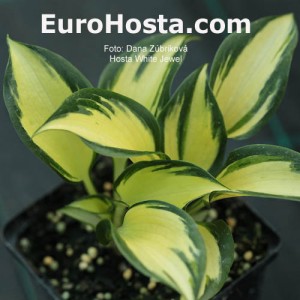 Hosta White Jewel - Eurohosta