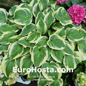 Hosta Wide Brim - Eurohosta