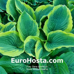 Hosta Wildest Dreams