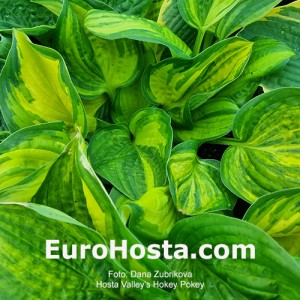 Hosta William Lachman