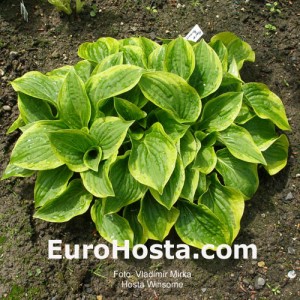 Hosta Winsome