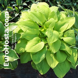 Hosta Wogon's Boy