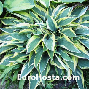 Hosta Wolverine - Eurohosta