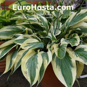 Hosta Wolverine - Eurohosta