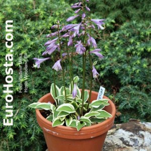 Hosta Woodland Elf