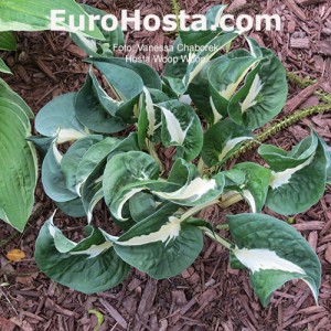 Hosta Woop Woop - Eurohosta