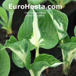 Hosta Woop Woop - Eurohosta