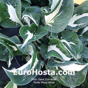 Hosta Woop Woop - Eurohosta