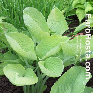 Hosta World Cup