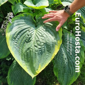 Hosta Wu-La-La