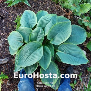 Hosta Wu-La-La