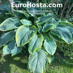 Hosta Wu-La-La