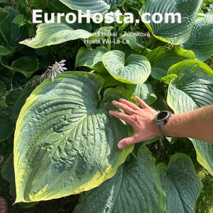 Hosta Wu-La-La