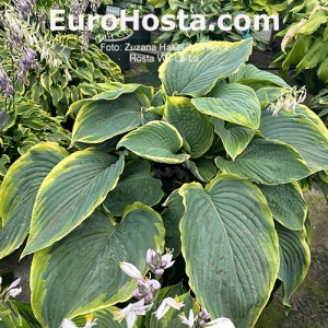 Hosta Wu-La-La