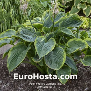 Hosta Wu-La-La