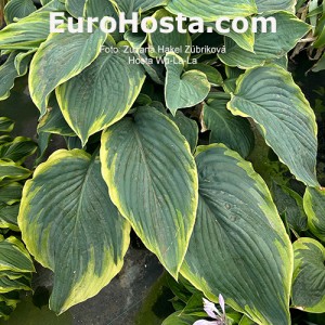 Hosta Wu-La-La