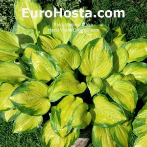 Hosta Wylde Green Cream