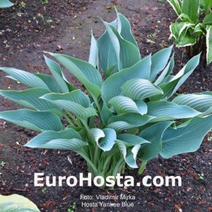 Hosta Yankee Blue