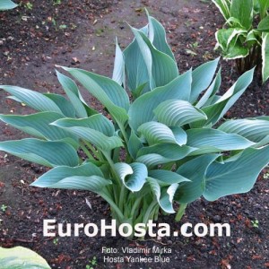 Hosta Yankee Blue