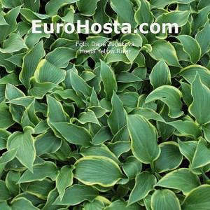 Yellow River - Eurohosta