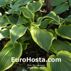 Hosta Yellow River - Eurohosta