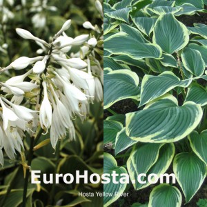 Hosta Yellow River - Eurohosta