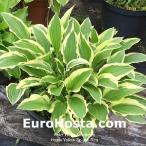 Hosta Yellow Splash Rim - Eurohosta