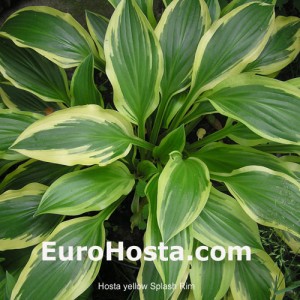 Hosta Yellow Splash Rim - Eurohosta