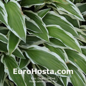 Hosta Yellow Splash Rim - Eurohosta