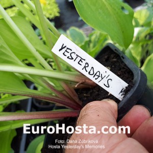 Hosta Yesterday's Memories | EUROHOSTA