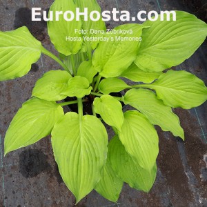 Hosta Yesterday's Memories | EUROHOSTA