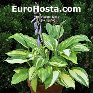 Hosta Zig Zag