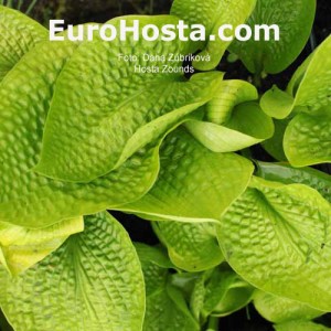 Hosta Zounds - Eurohosta