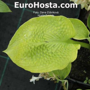 Hosta Zounds - Eurohosta